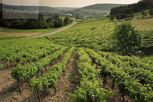 Weinberge in der Nähe von Coiffy le Haut  Haute Marne  Champagne  Frankreich  Europa