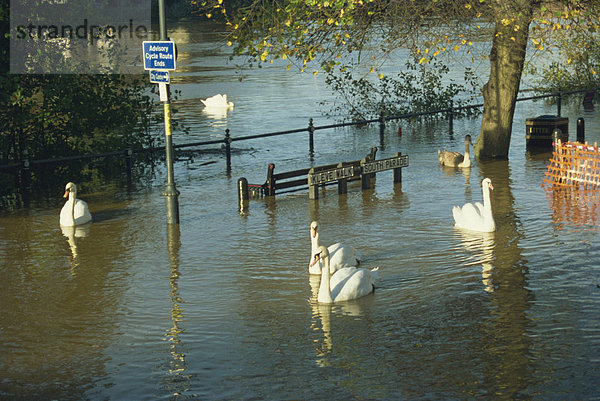 Swans  Schwimmen in der Straße während des Hochwassers von 1998  Worcester  Worcestershire  England  Vereinigtes Königreich  Europa