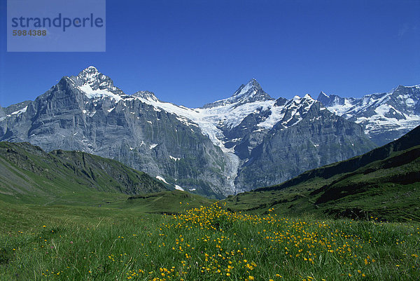 Das Wetterhorn und Schreckhorn gesehen von ersten im Berner Oberland  Schweiz  Europa