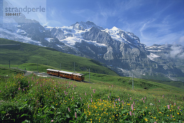 Wilde Blumen an den hängen neben der Jungfraubahn mit der Jungfrau  13642ft  darüber hinaus  im Berner Oberland  Schweiz  Europa