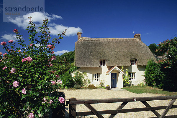 Europa Großbritannien Eingang Rose Reetdach Dorset England