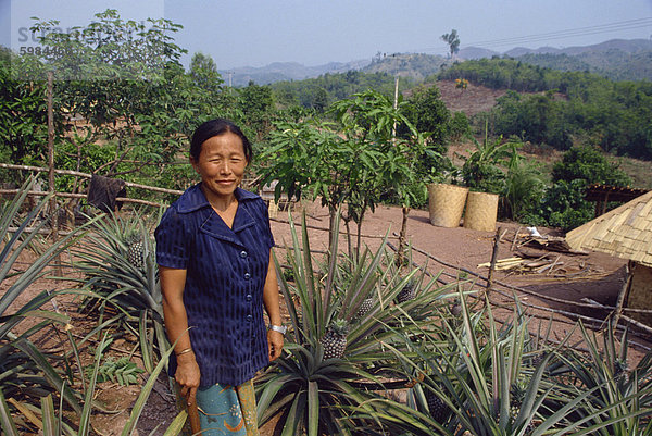 Hmong-Rückkehrer wachsen Ananas  Indochina  Laos  Südostasien  Asien