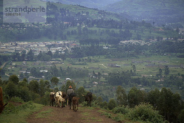 Mann hüten Vieh mit Kabale Stadt im Hintergrund  Kabale  Uganda  Ostafrika  Afrika