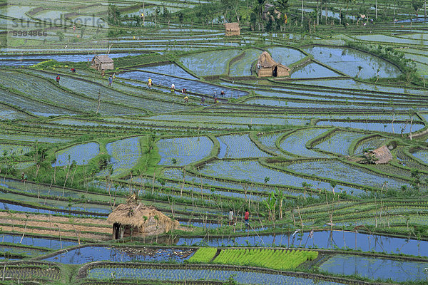 Antenne auf Reisfelder und Landarbeiter auf Tirta Gangga  Bali  Indonesien  Südostasien  Asien