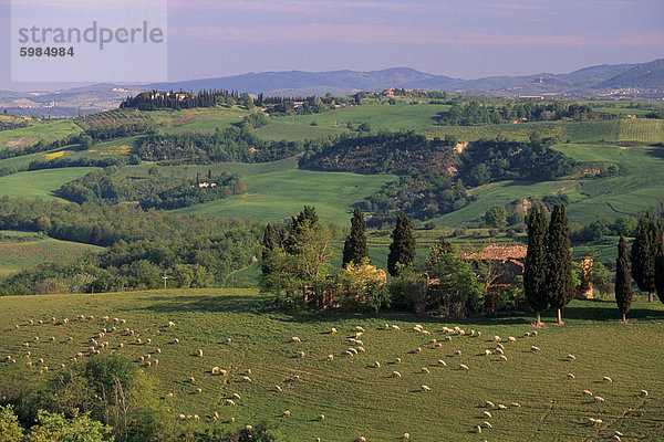 Landschaft der Crete Senesi Gegend südöstlich von Siena  bei Asciano  Toskana  Italien  Europa