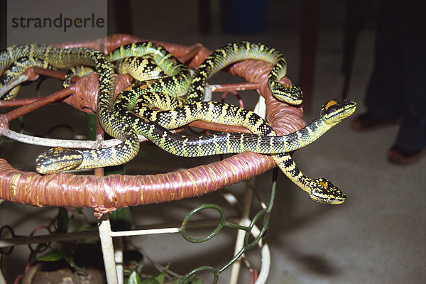 Nahaufnahme von Schlangen in der Schlange-Tempel in Penang  Malaysia  Südostasien  Asien