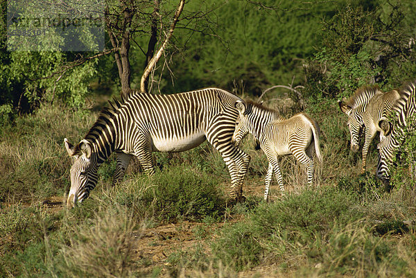 Grevy Zebra  Samburu National Reserve  Kenia  Ostafrika  Afrika