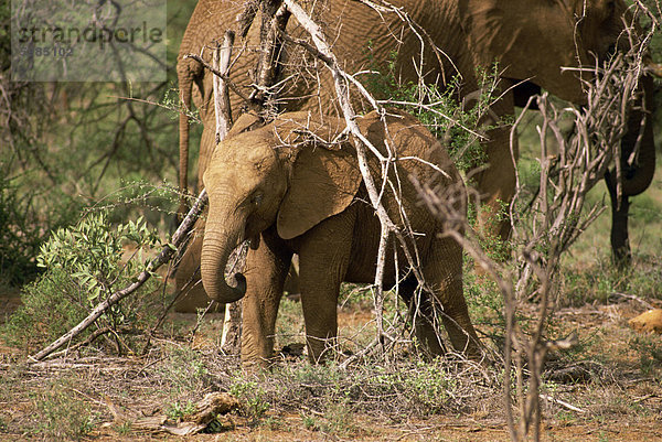 Elefant  Samburu National Reserve  Kenia  Ostafrika  Afrika