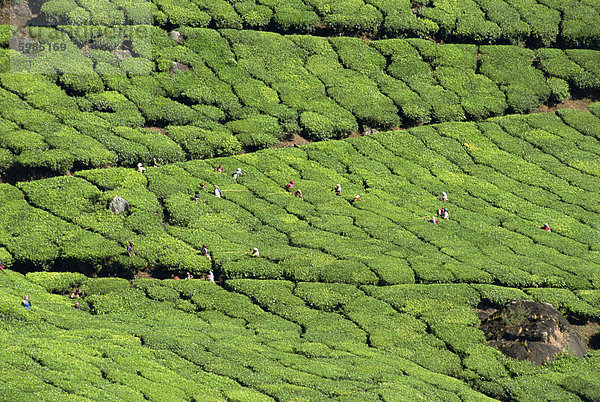 Teeplantage in der Nähe von Munnar  Kerala Zustand  Indien  Asien