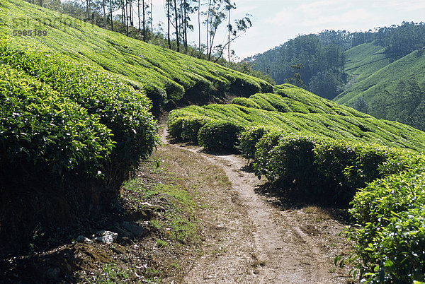 Teeplantage in der Nähe von Munnar  Kerala Zustand  Indien  Asien