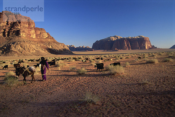 Rückkehr in das Dorf mit der Herde  Wadi Rum  Jordanien  Naher Osten