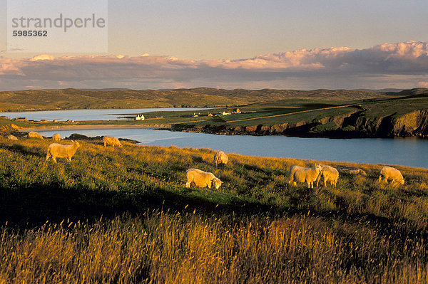 Schafe in der Nähe von Hillswick  Eshaness  Northmavine  Shetland Islands  Schottland  Vereinigtes Königreich  Europa