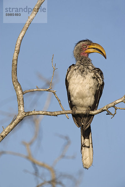 Nuclear-Toko (Tockus Leucomelas)  Krüger Nationalpark  Südafrika  Afrika