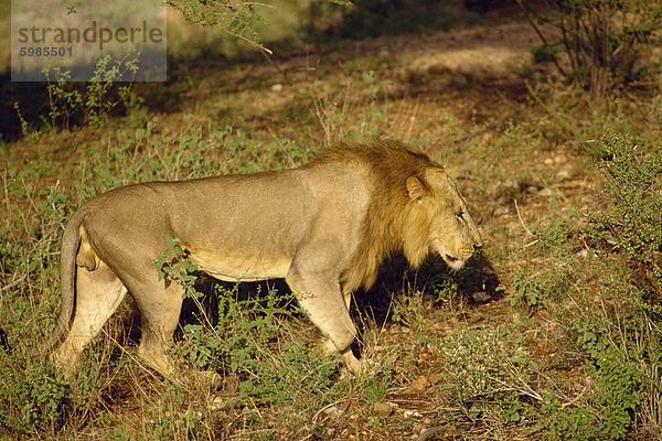 Löwe  Samburu National Reserve  Kenia  Ostafrika  Afrika