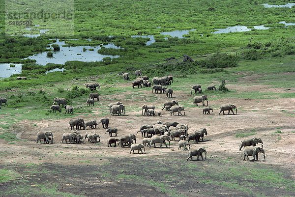 Elefant  Amboseli Nationalpark  Kenia  Ostafrika  Afrika