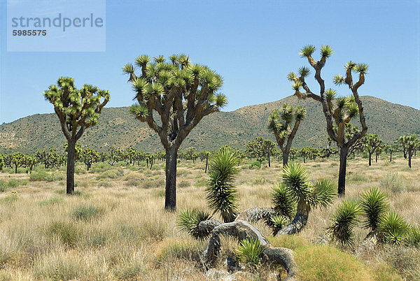 Joshua Tree National Monument  California  Vereinigte Staaten von Amerika  Nordamerika