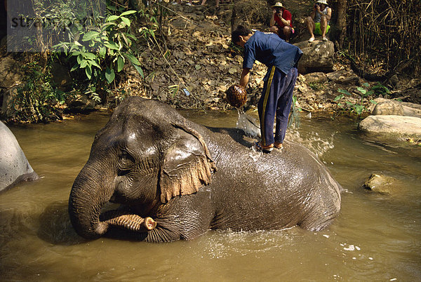 Mahout waschen Elefant  Elephant Camp in der Nähe von Chiang Mai  Thailand  Südostasien  Asien