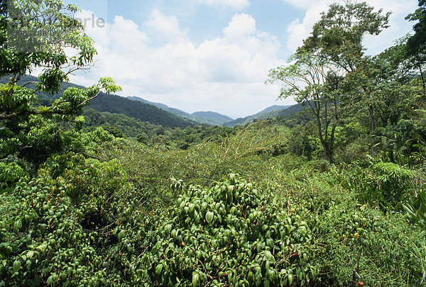 ASA Wright Nature Reserve  Trinidad  Westindien  Caribbean  Central America
