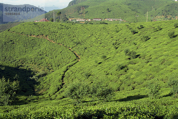 Teeplantagen  Nuwara Eliya Bereich  Sri Lanka  Asien