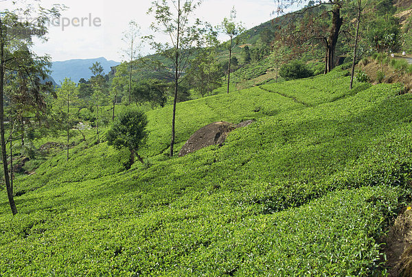 Teeplantagen  Nuwara Eliya Bereich  Sri Lanka  Asien