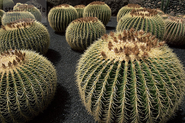 Jardin de Cactus in der Nähe von Guatiza  Lanzarote  Kanarische Inseln  Spanien  Europa
