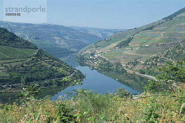 Weinberge in der Nähe von Pinhao  Douro Region  Portugal  Europa