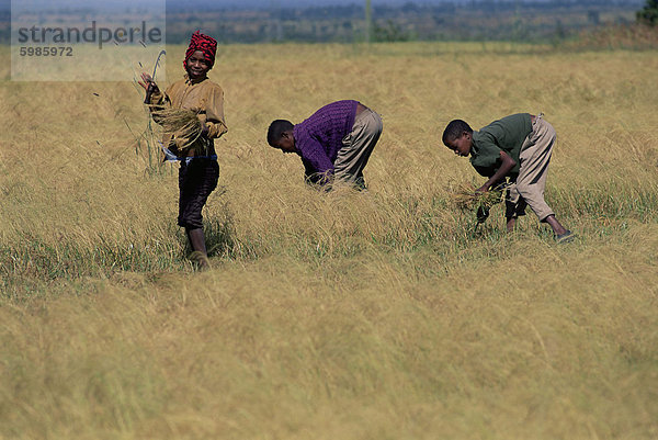 Jungen in Feld Ernten 'Tef'  Woolisso Region  Provinz Shoa  Äthiopien  Afrika