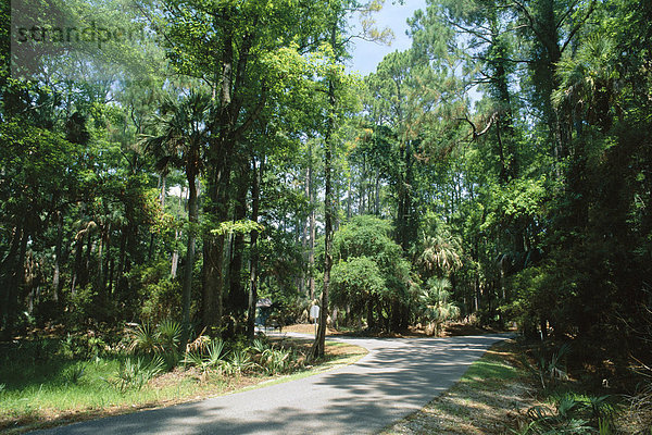 PrivateSub Tropenwald  Hunting Island State Park  South Carolina  Vereinigte Staaten von Amerika (U.S.A.)  Nordamerika