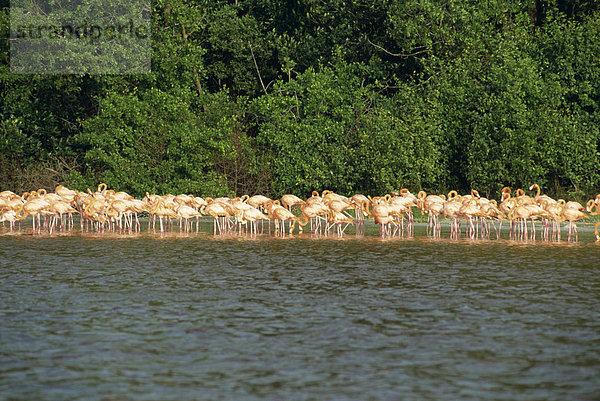 Flamingos  Celestun National Wildlife Regufe  Celestun  Yucatan  Mexiko  Nordamerika