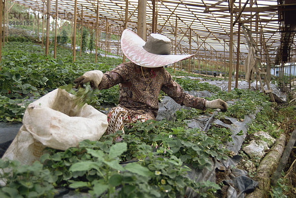 Erdbeere wächst  Cameron Highlands  Malaysia  Südostasien  Asien