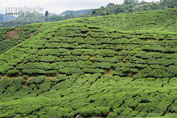 Tee-Land  Cameron Highlands  Malaysia  Südostasien  Asien