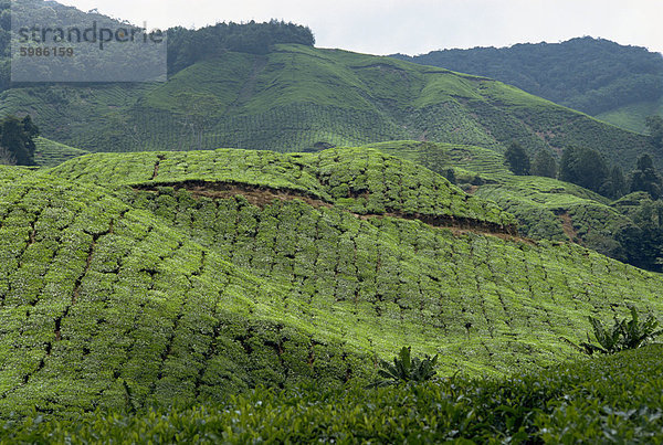 Tee-Land  Cameron Highlands  Malaysia  Südostasien  Asien