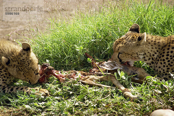 Gepard Beute  Amboseli Nationalpark  Kenia  Ostafrika  Afrika Essen