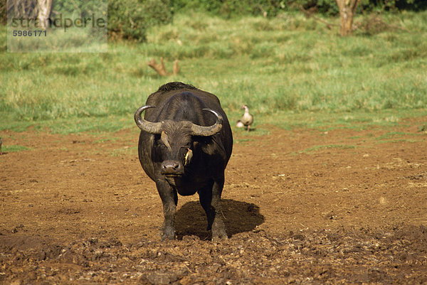 Büffel auf der Arche  Kenia  Ostafrika  Afrika