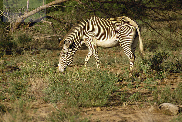 Grevy Zebra  Samburu National Reserve  Kenia  Ostafrika  Afrika