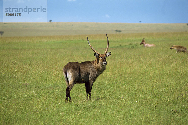 Wasserböcke  Masai Mara National Reserve  Kenia  Ostafrika  Afrika