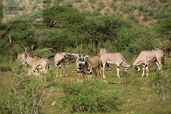 Oryx ®  Samburu National Reserve  Kenia  Ostafrika  Afrika