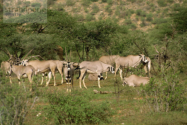 Oryx ®  Samburu National Reserve  Kenia  Ostafrika  Afrika