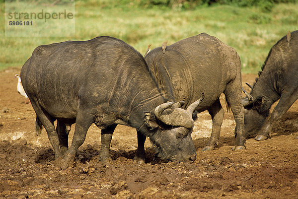 Büffel auf der Arche  Kenia  Ostafrika  Afrika