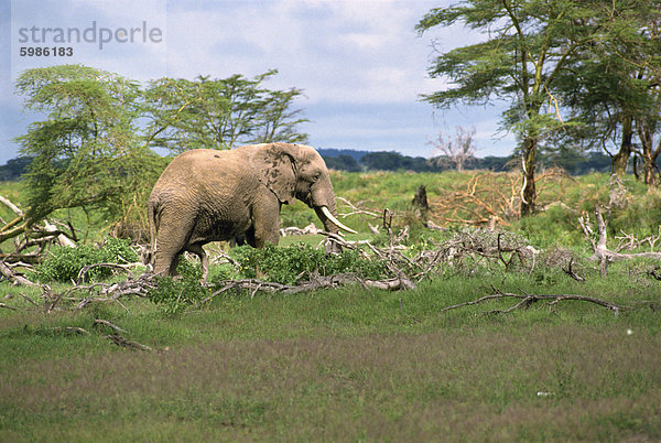 Elefant Schaden  Kenia  Ostafrika  Afrika