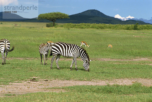 Gemeinsame Zebra  Masai Mara National Reserve  Kenia  Ostafrika  Afrika