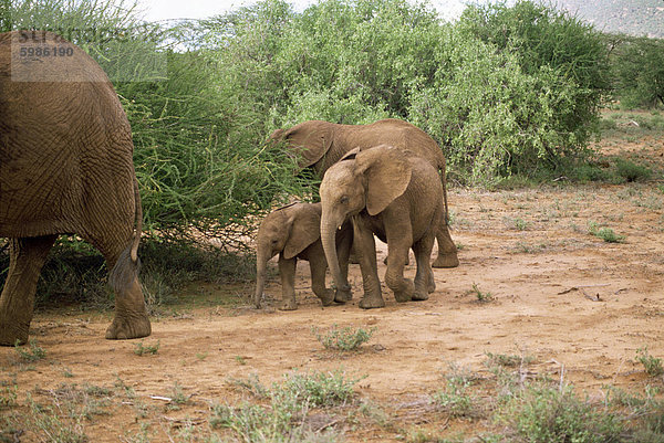 Elefanten  Samburu National Reserve  Kenia  Ostafrika  Afrika