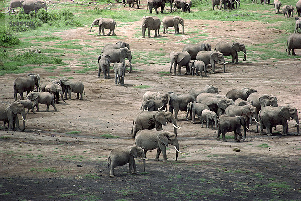 Elefant  Amboseli Nationalpark  Kenia  Ostafrika  Afrika