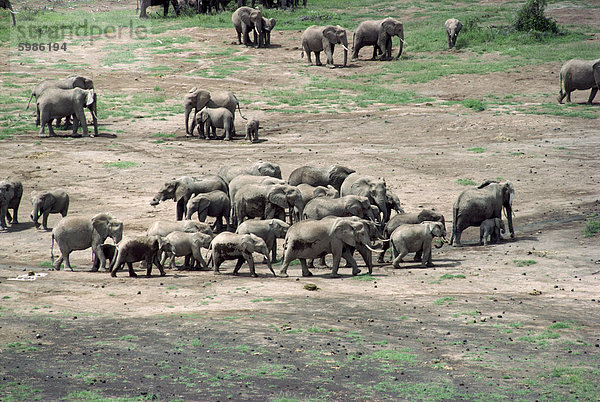 Elefant  Amboseli Nationalpark  Kenia  Ostafrika  Afrika