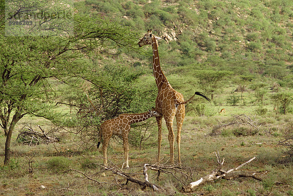 Retikulierter Giraffe  Samburu National Reserve  Kenia  Ostafrika  Afrika