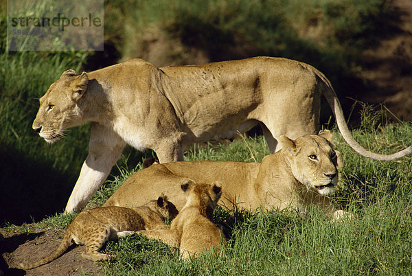 Löwinnen und Jungtiere  Masai Mara National Reserve  Kenia  Ostafrika  Afrika