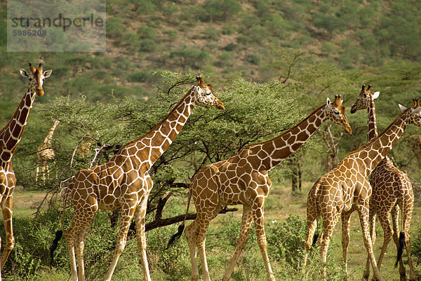 Retikulierter Giraffe  Samburu National Reserve  Kenia  Ostafrika  Afrika