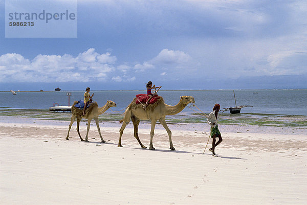 Kamele für Touristen  Nyali Beach  Kenia  Ostafrika  Afrika