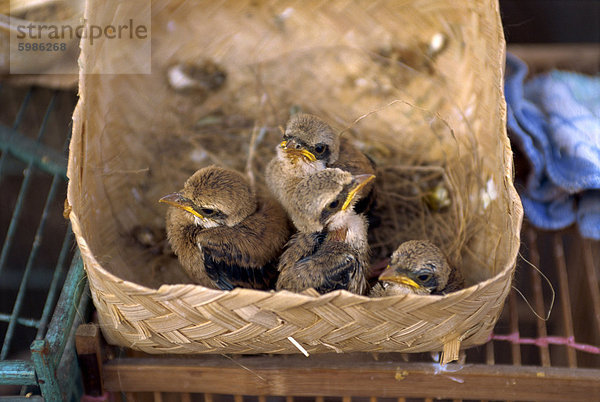 Kleine Vögel in Vogelmarkt  Jogjakarta  Java  Indonesien  Südostasien  Asien