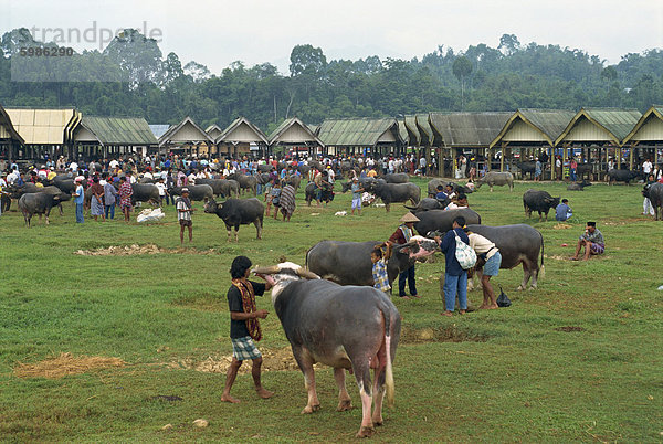 Wasserbüffel Markt  Rantepao  Toraja Region  Sulawesi  Indonesien  Südostasien  Asien